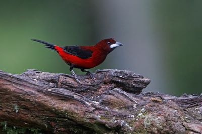Crimson-backed Tanager - Ramphocelus dimidiatus
