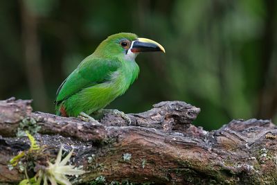 Southern Emerald-Toucanet - Aulacorhynchus albivitta