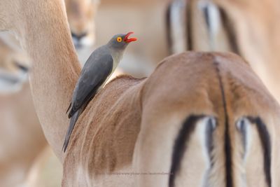 Red-billed Oxpecker - Buphagus erythrorhynchus