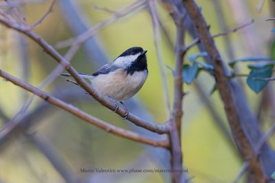 Black-capped Chickadee - Poecile atricapillus