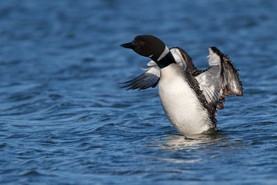 Common Loon - Gavia immer