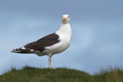 Great Black-backed gull - Larus marinus