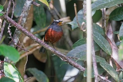 Chestnut-bellied Chat-Tyrant - Ochthoeca cinnamomeiventris