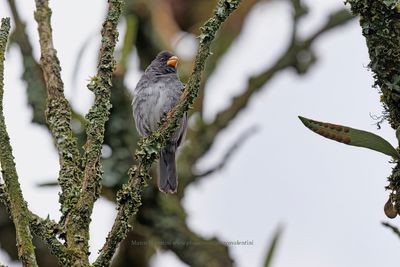 Gray Seedeater - Sporophila intermedia