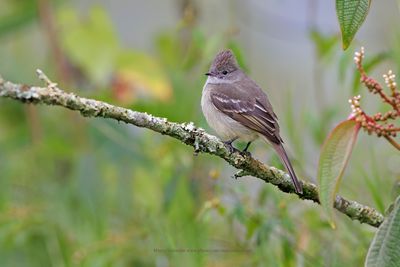 Yellow-bellied Elaenia - Elaenia flavogaster