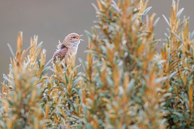Apolinar's Wren - Cistothorus apolinari