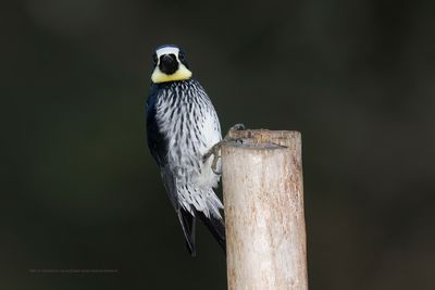 Acorn Woodpecker - Melanerpes formicivorus