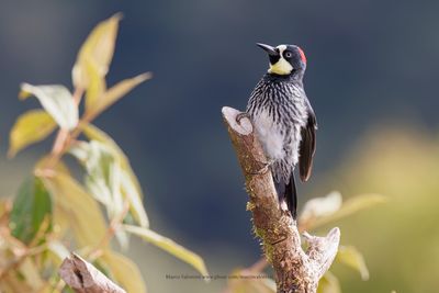 Acorn Woodpecker - Melanerpes formicivorus