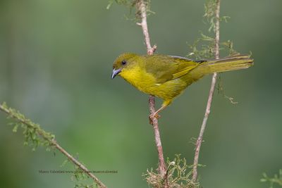 Olive-green Tanager - Orthogonys chloricterus