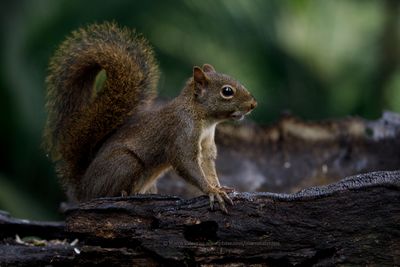 Guianan Squirrel - Sciurus aestuans
