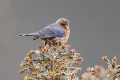 Rufous-browed Conebill - Conirostrum rufum