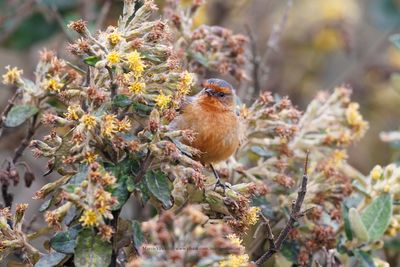 Rufous-browed Conebill - Conirostrum rufum