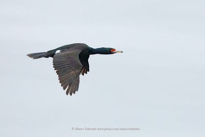 Red-faced Cormorant - Urile urile
