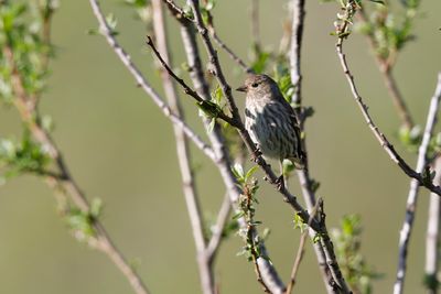 Pine Siskin - Spinus spinus