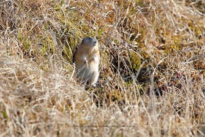 Arctic Ground Squirrel - Urocitellus parryii