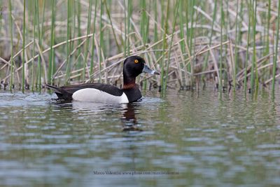 Ring-necked Duck - Aythya collaris