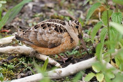 American Woodcock - Scolopax minor