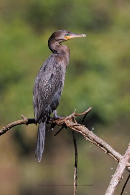 Neotropic cormorant - Phalacrocorax brasilianus