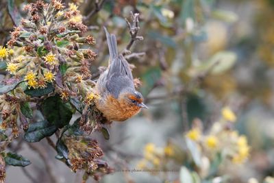 Rufous-browed Conebill - Conirostrum rufum