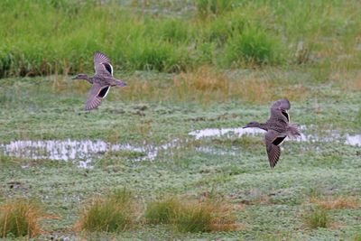 Andean Teal - Anas andium