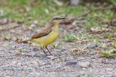 Cattle tyrant - Machetornis rixosa