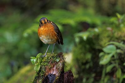 Slate-crowned Antpitta - Grallaricula nana