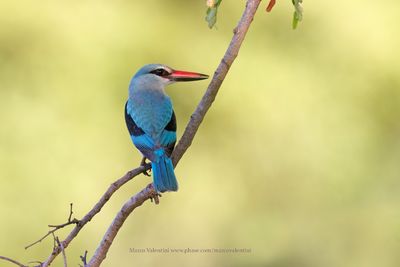 Woodland Kingfisher - Halcyon senegalensis