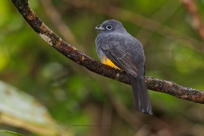  White-tailed trogon - Trogon chionurus