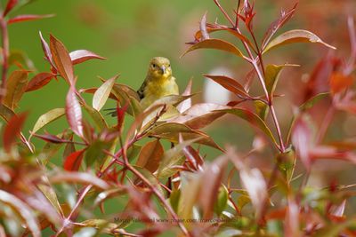 Lesser Goldfinch - Spinus psaltria