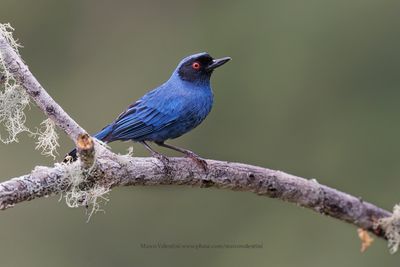 Masked Flowerpiercer - Diglossa cyanea