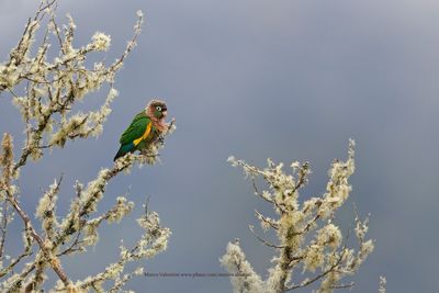 Brown-breasted Parakeet - Pyrrhura calliptera