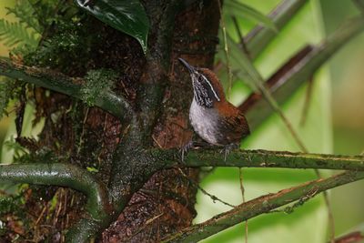 White-breasted Wood-Wren - Henicorhina leucosticta