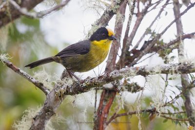 Pale-naped Brushfinch - Atlapetes pallidinucha