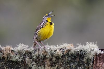 Eastern Meadowlark - Sturnella magna