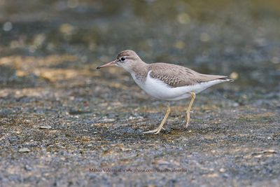 Spotted sandpiper - Actitis macularia