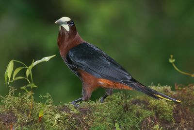 Chestnut-headed Oropendola - Psarocolius wagleri