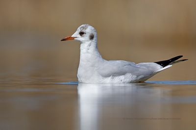 Black-headed gull - Chroicocephalus ridibundus