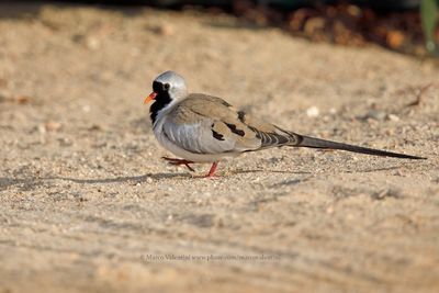 Namaqua Dove - Oena capensis