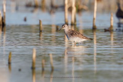 Lesser Yellowlegs - Tringa flavipes