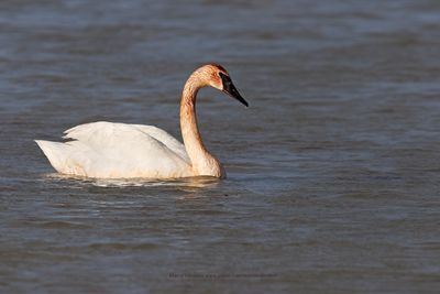 Trumpeter Swan - Cygnus buccinator