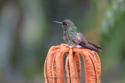 Buff-tailed Coronet - Boissonneaua flavescens