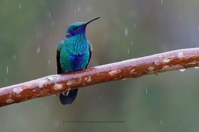 Sparkling Violetear - Colobri coruscans