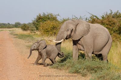 African Elephant - Loxodonta africana