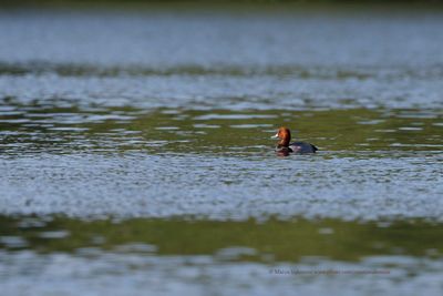 Redhead - Aythya americana