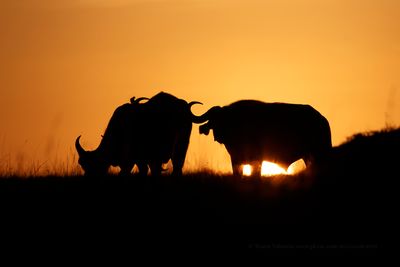 Cape Buffalo - Syncerus caffer