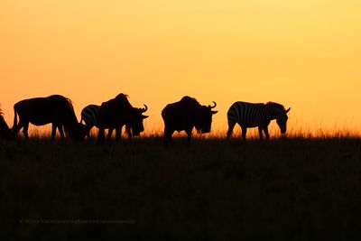 Serengeti Wildbeest - Connochaetes mearnsi
