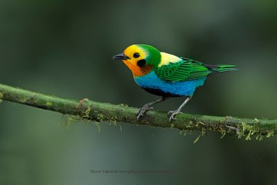 Multicolored Tanager - Chlorochrysa nitidissima