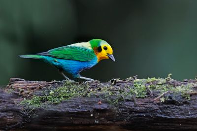 Multicolored Tanager - Chlorochrysa nitidissima