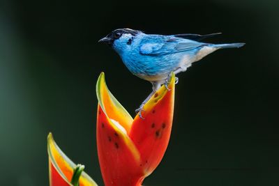 Golden-naped Tanager - Chalcothraupis ruficervix