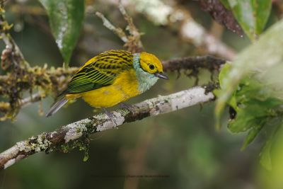 Silver-throated Tanager - Tangara icterocephala